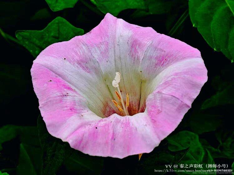 秦之声彩虹（舞师小号）