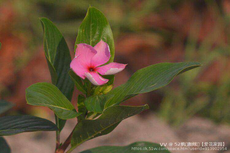 52鹦ꦿོ鹉螺ꦿ【爱花家园】