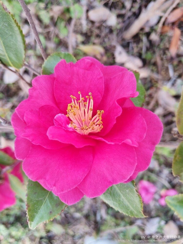 秦之声大秦社静香