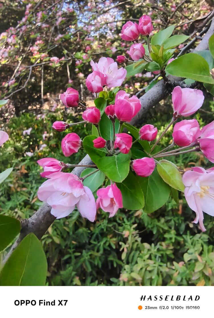 💞风雅颂🎋吉祥快乐