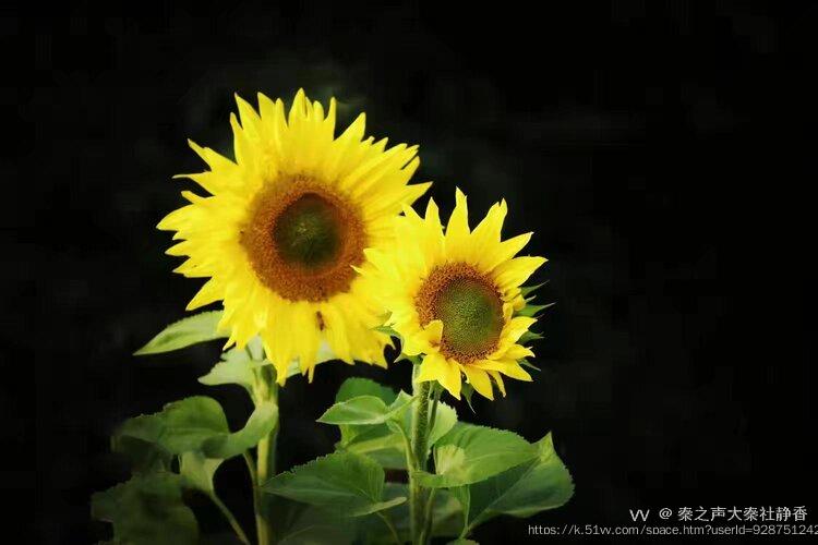 秦之声大秦社静香