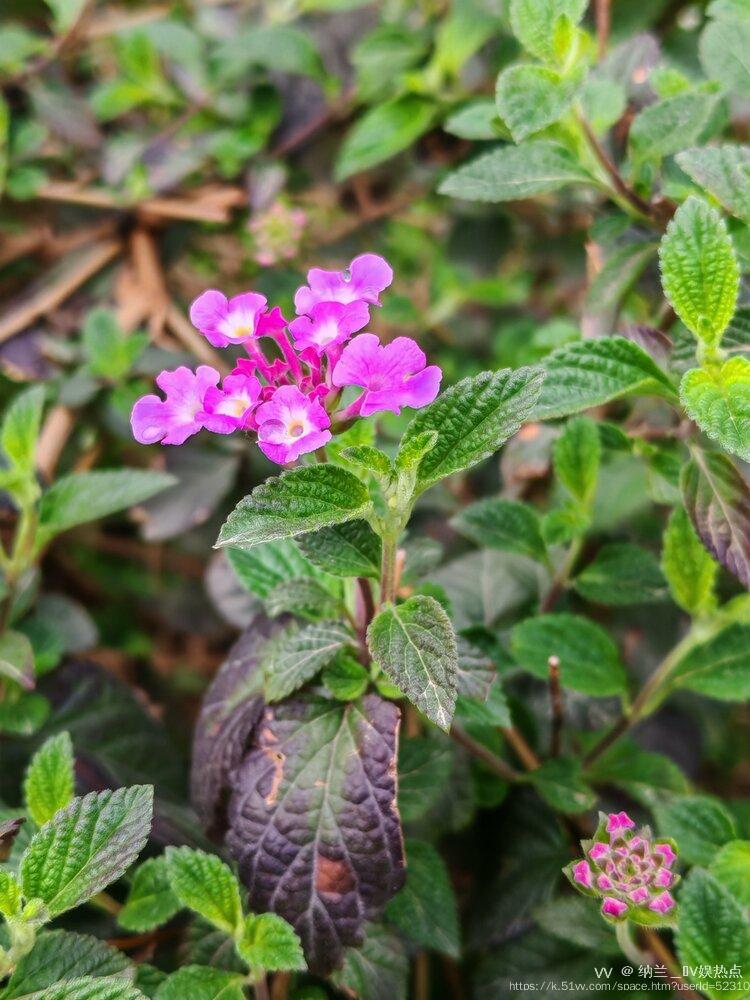 纳兰＿🎤V娱热点