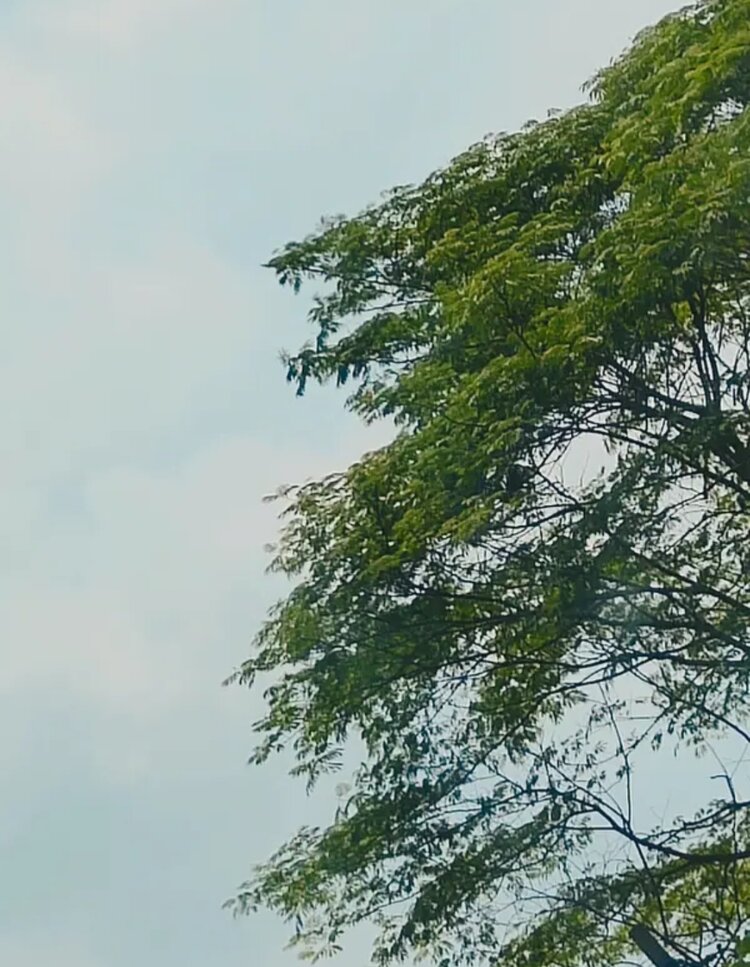 缥缈若尘
