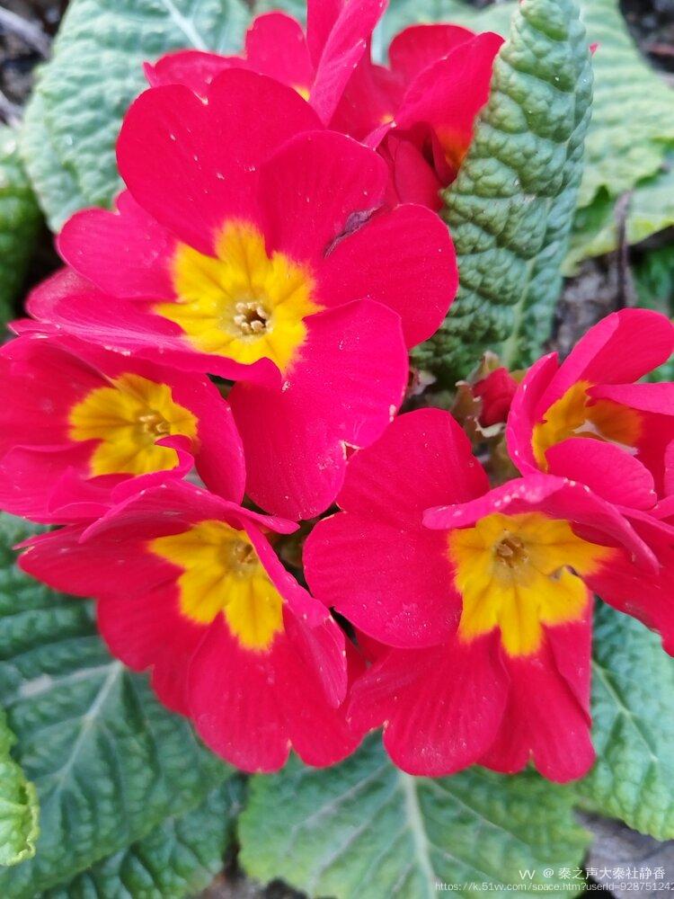 秦之声大秦社静香