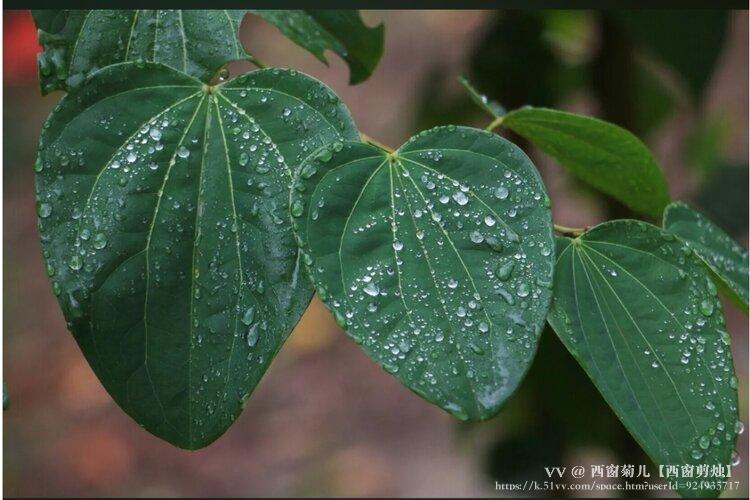 西窗菊儿【西窗剪烛】