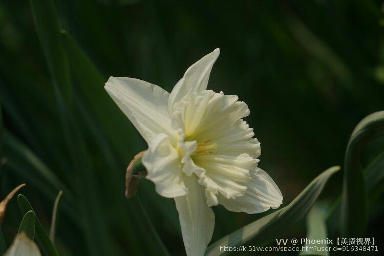 Phoenix【美摄视界】