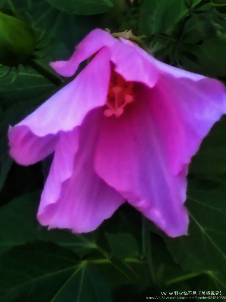 野火烧不尽【美摄视界】