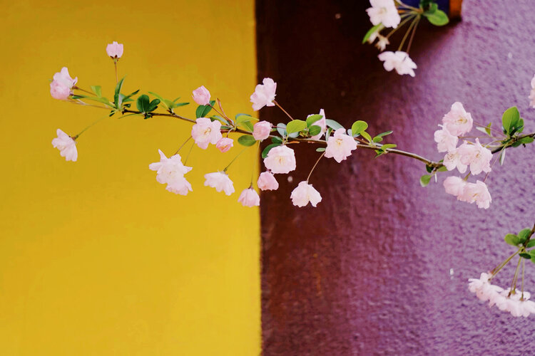 猫咪【美摄视界】