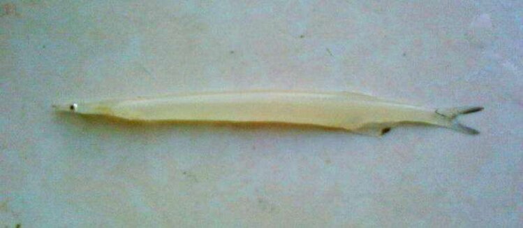 张国政(爱国军旅文坛)