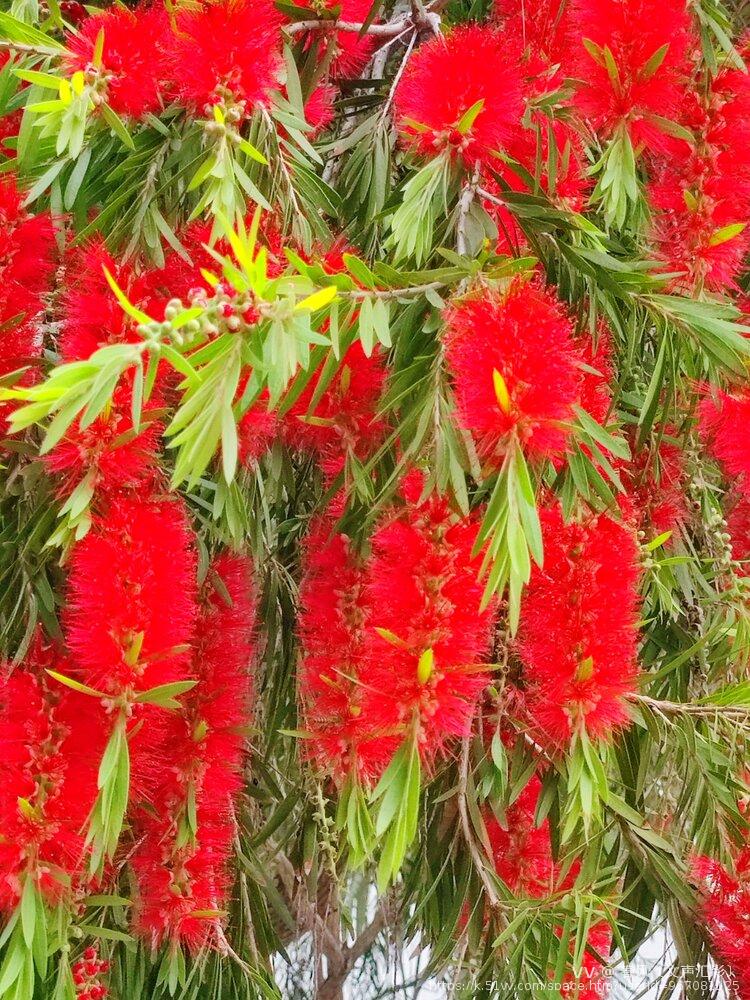 春风〔文声汇影〕