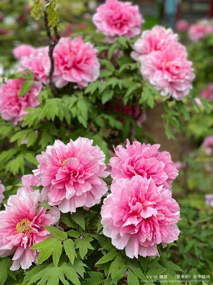 魏歌🌺（董事长）往事随风
