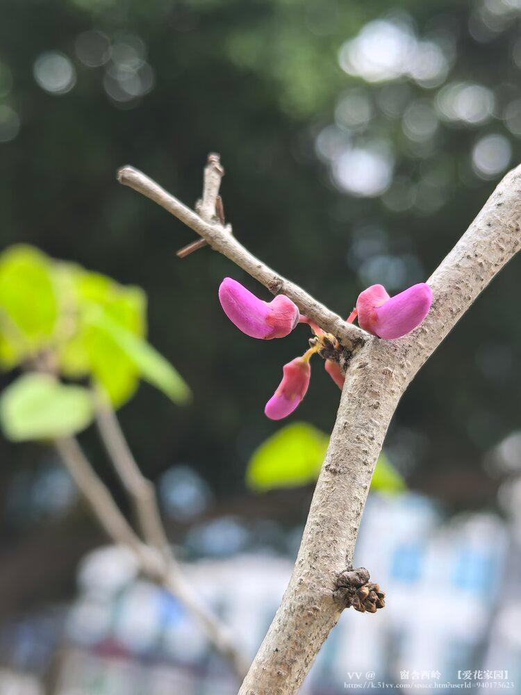 ꕥ᭄窗含西岭ꦿ【爱花家园】