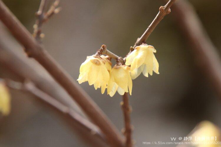 静萍【美摄视界】