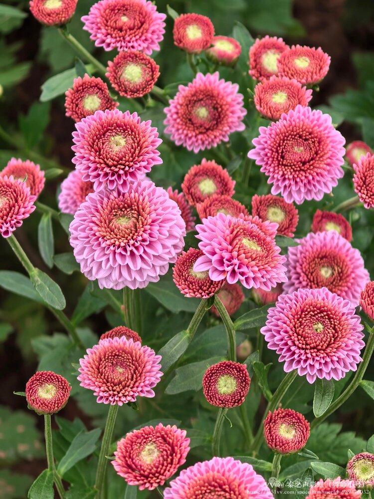 秦之声彩虹（舞师小号）