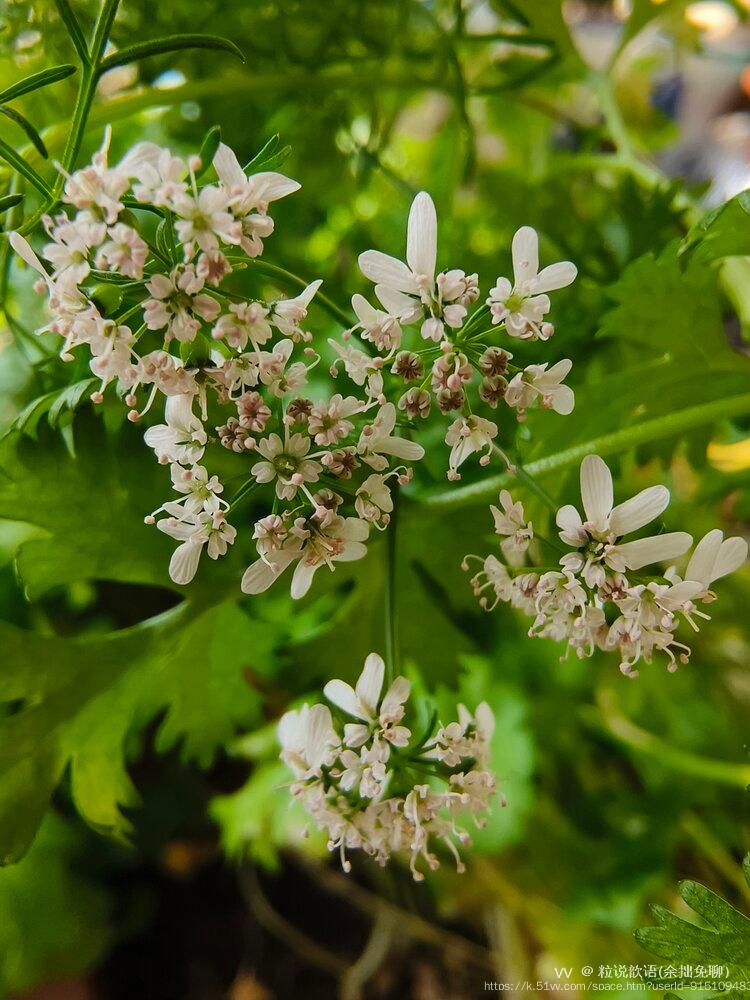 粒说歆语(余拙免聊）