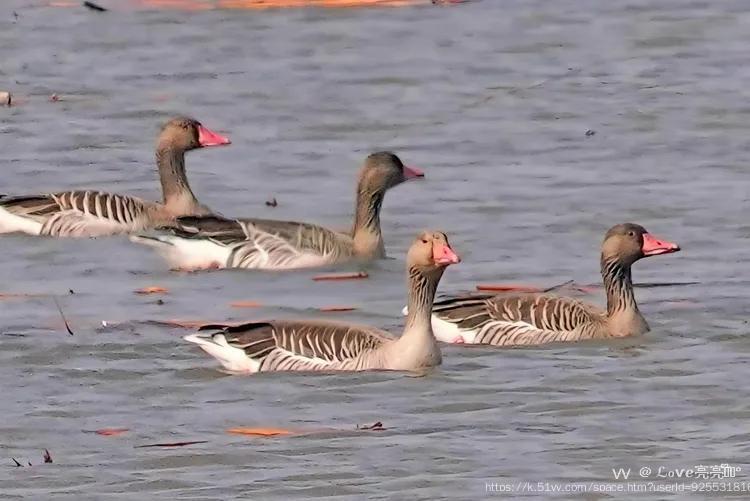 ℒℴѵℯ亮亮ꦿ໊ོ °