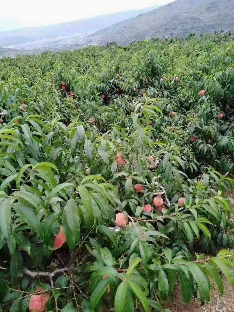 秦声韵🐬✨🎀万万🎀✨