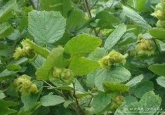 火凤凰【文声汇影】