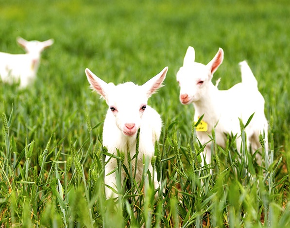 西窗菊儿【西窗剪烛】族长:【散文专辑61冬日牧"羊"】 - vv