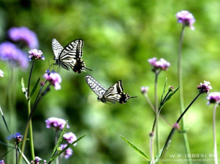 （原创音乐）聆闻