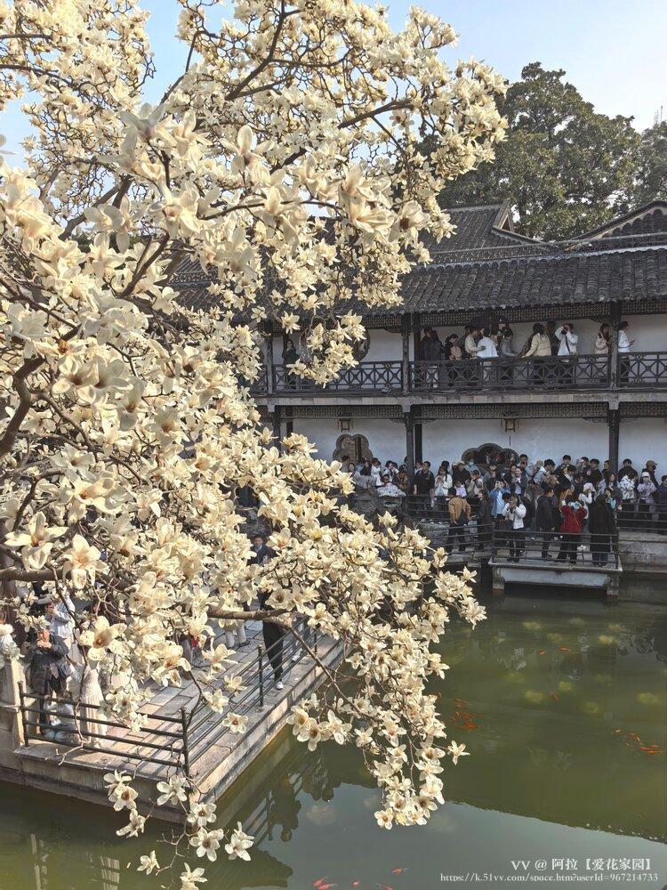 阿拉【爱花家园】