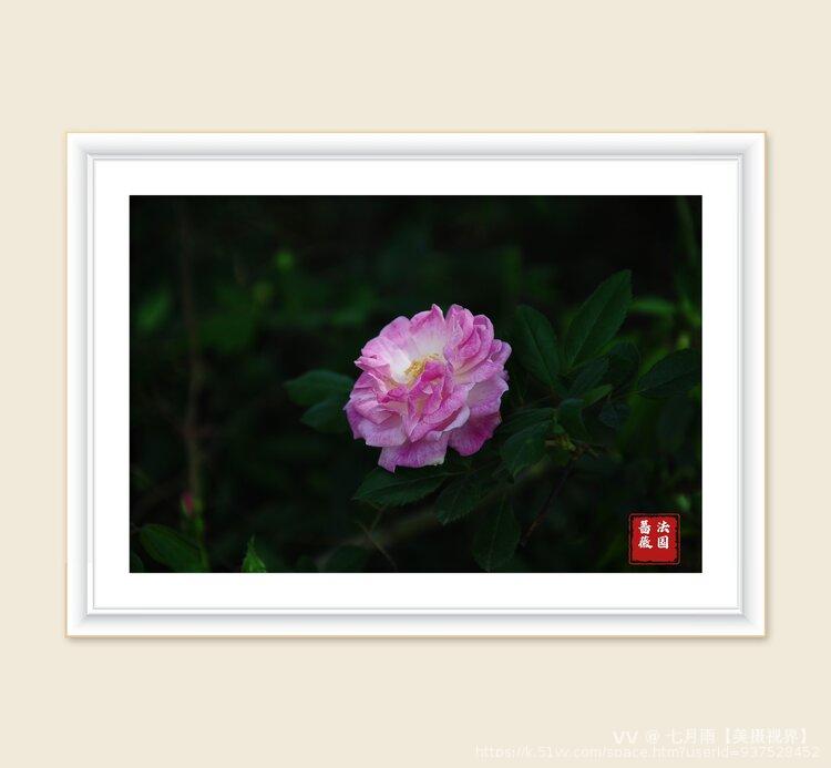 七月雨【美摄视界】 