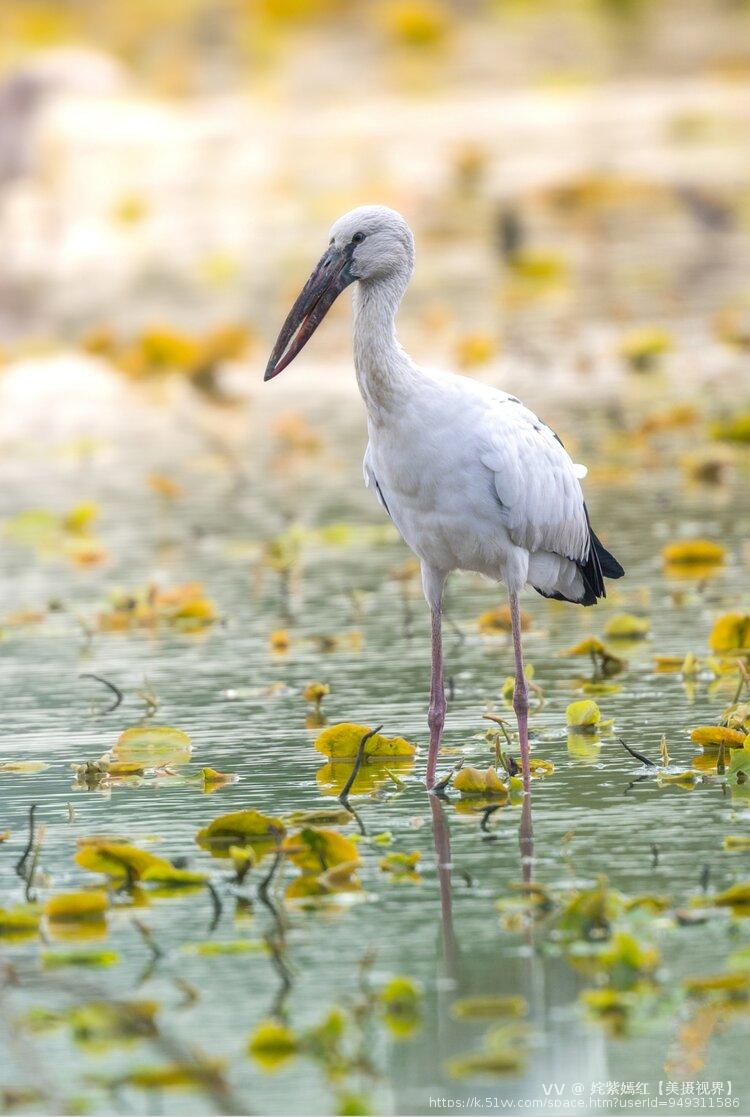 姹紫嫣红【美摄视界】
