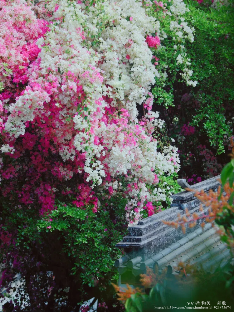 和美🎼 如歌💞