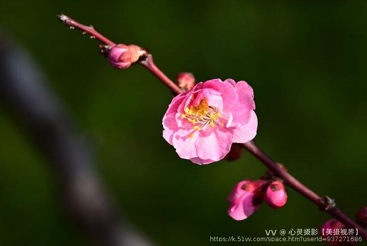 心灵摄影【美摄视界】