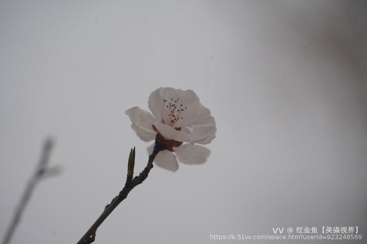 红金鱼【美攝視界】