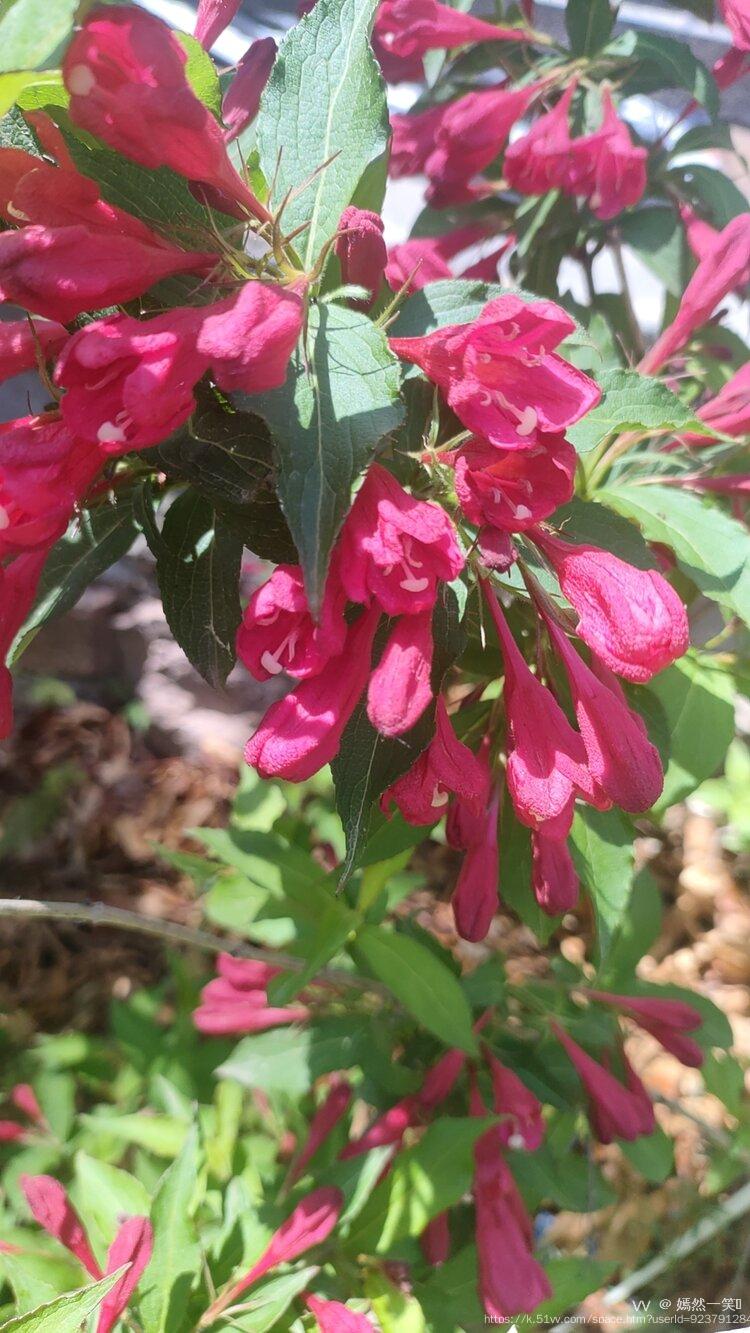 嫣然一笑🌹