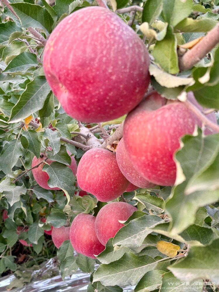 家族🌺家族招新号