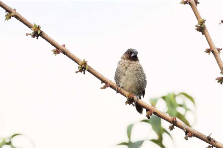 🔆小鸟依人🐦