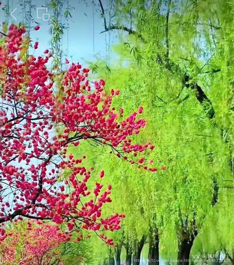 风月（曾）