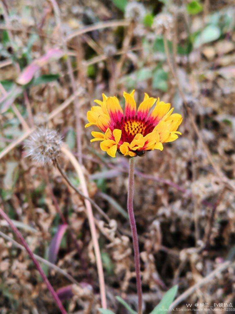 纳兰＿🎤V娱热点