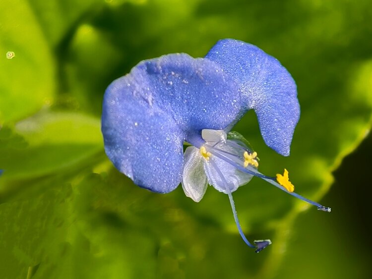 心静淡然【爱花家园】