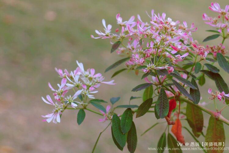 愚翁【美摄视界】