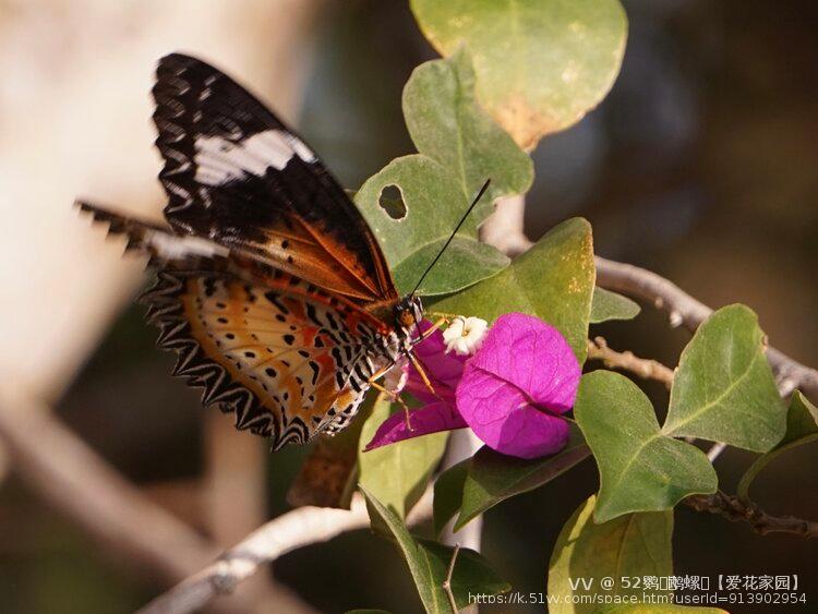 52鹦ꦿོ鹉螺ꦿ【爱花家园】