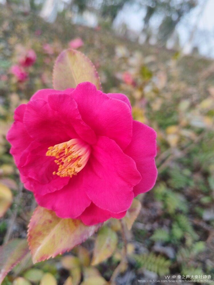 秦之声大秦社静香