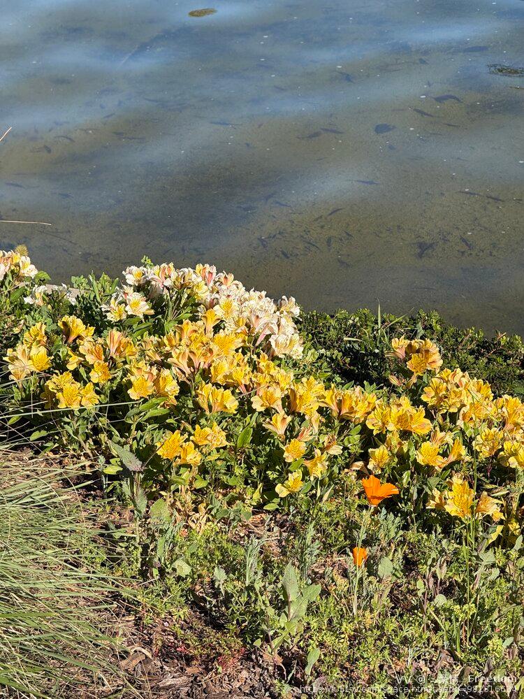 ♨️豪情♨️Freedom