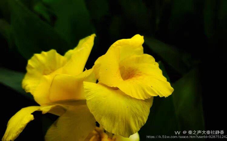 秦之声大秦社静香