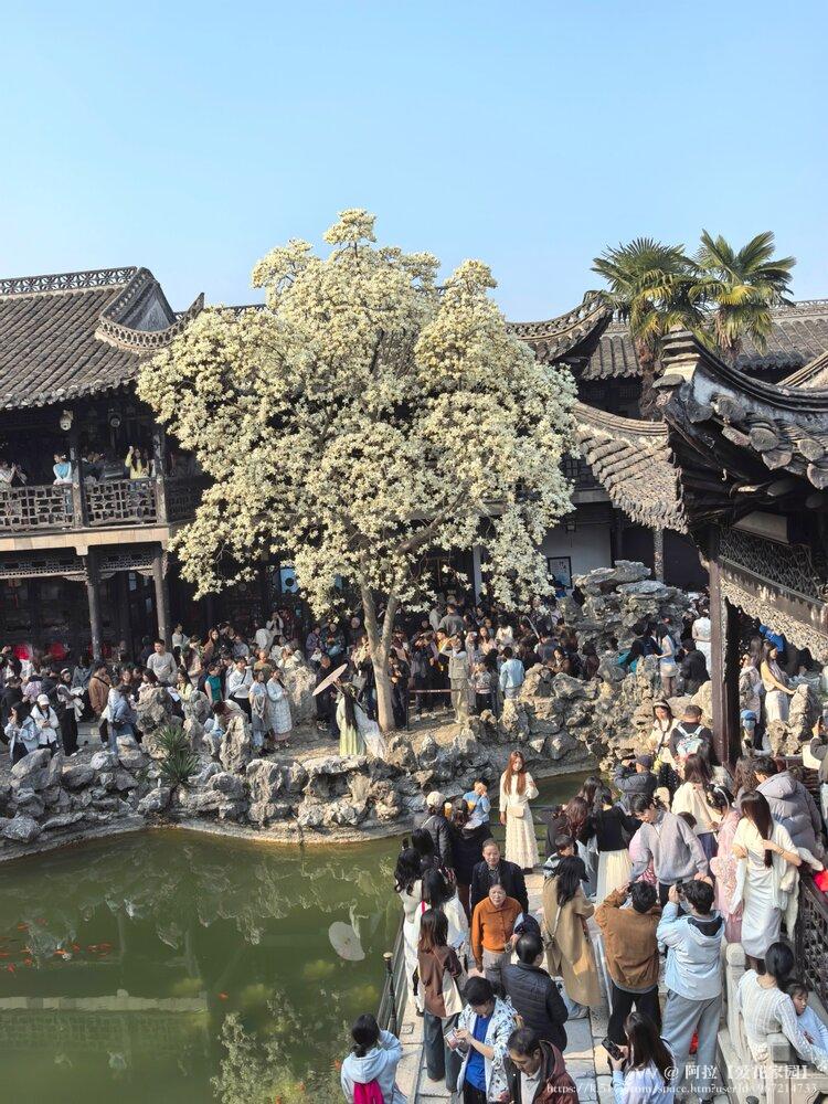 阿拉【爱花家园】