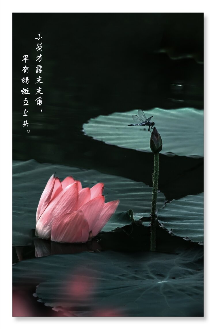 曾礼【美摄视界】