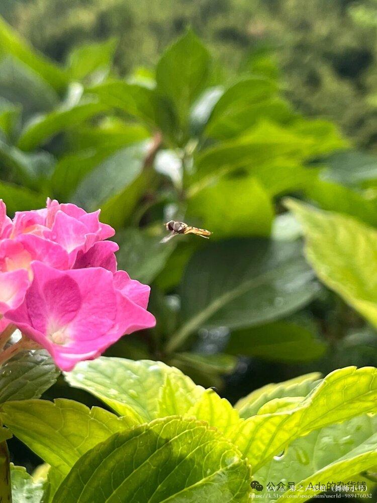 秦之声彩虹（舞师小号）