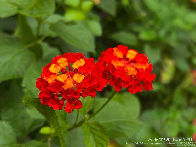 雪无垠【西窗剪烛】