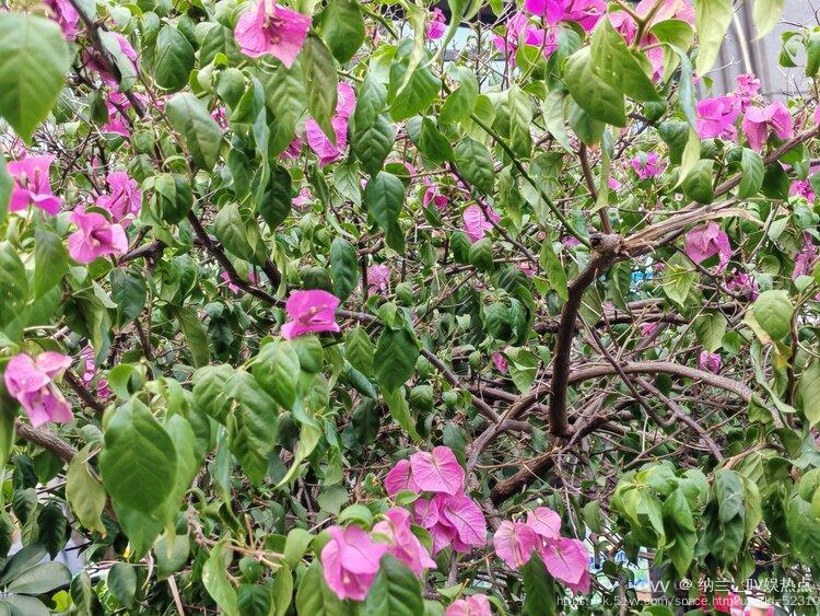 纳兰＿🎤V娱热点