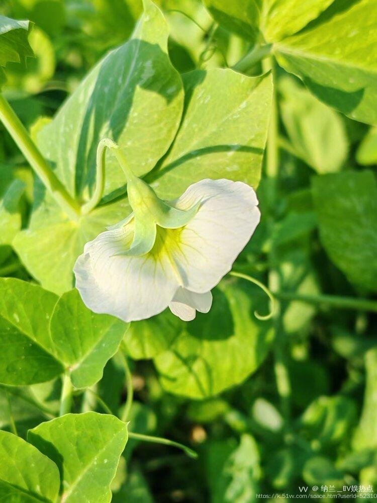 纳兰＿🎤V娱热点