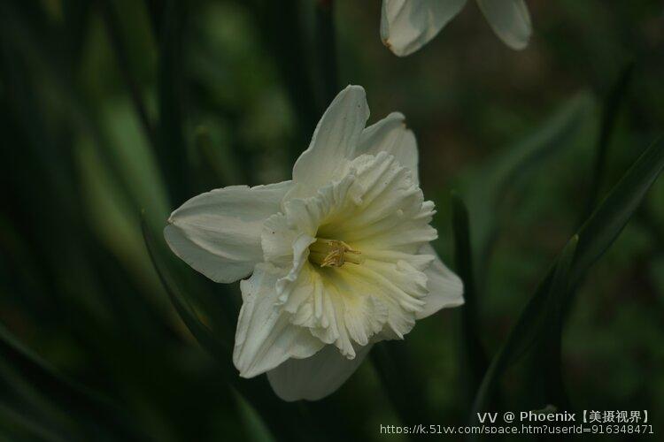 Phoenix【美摄视界】