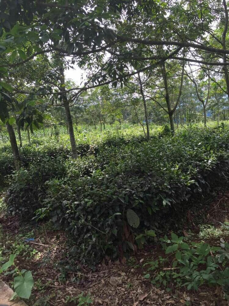 幽兰一箭香(赵放岚)