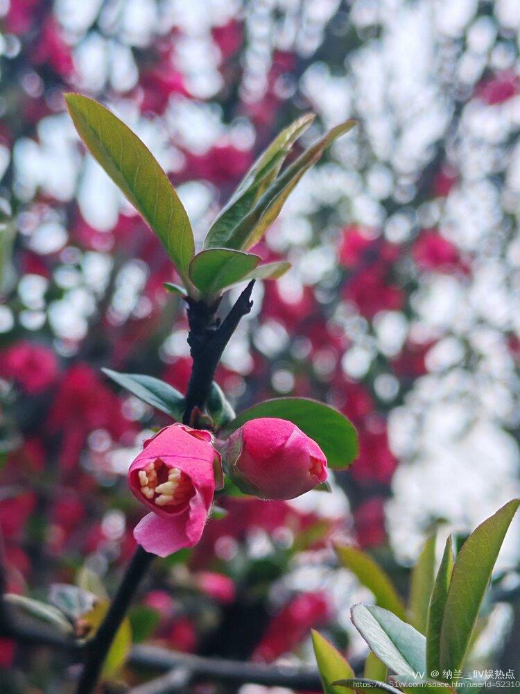 纳兰＿🎤V娱热点